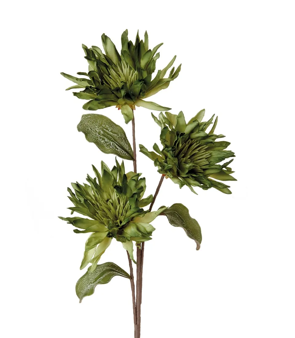 Lycoris Verde