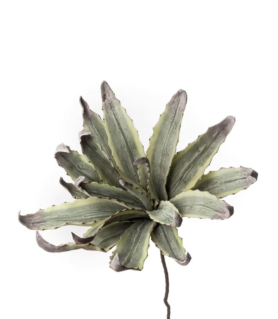 Agave