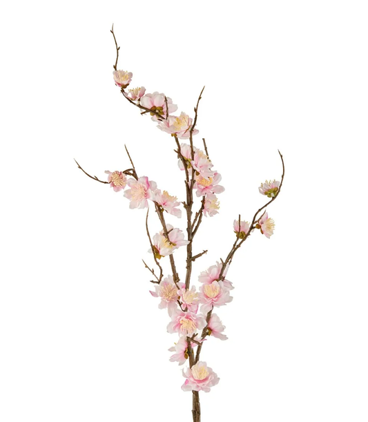 Fiori di Ciliegio
